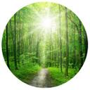 Muursticker rond Sunny Forest