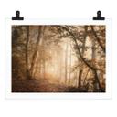 Póster Bosque en la niebla matinal - Maier