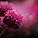 Fototapet - Pink Dahlia