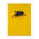 Póster Marrón - Mosca doméstica sobre amarillo