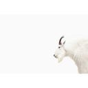 Livingwalls papier peint photo ARTist Mountain Goat