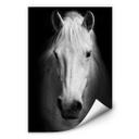 Muurprints Wit Paard