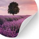 Vinilo decorativo Campos de lavanda púrpura al atardecer - Cevik - Redondo