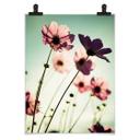 Poster - Cosmos roses