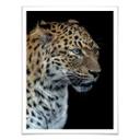 Póster Dambreville - Jaguar curioso