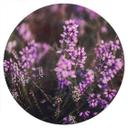 Vinilo decorativo Flor de brezo púrpura en luz cálida | Flores adhesivo mural - Annie - Redondo