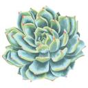 Muursticker Vetplant