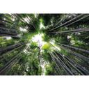Hugonnard - Fotomural Bosque en Japón
