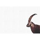 Livingwalls papier peint photo ARTist Capricorn Snow