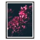 Póster Sueño Flor Rosa 01