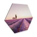 Hexagon Alu-Dibond - Lavendel