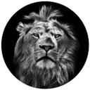 Muursticker rond Leeuw