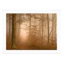 Póster Niebla y luz en el bosque otoñal - Maier