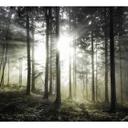 Fototapet - Solstråler i skoven