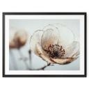 Póster Flores Flor Seca Beige Naturaleza Poesía - Treechild