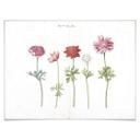 Plakat - Anemoner