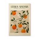 Cuadro de madera Naranjo Boho - Citrus Sinensis - Tunaboylu