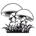 Champignon