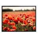 Poster Champ de coquelicots