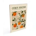 Cuadro de madera Naranjo Boho - Citrus Sinensis - Tunaboylu