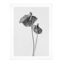 Póster Grønkjær - Anthurium blanco y negro