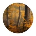 Póster Hojas doradas en un bosque brumoso - Maier - Redondo
