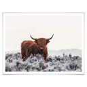 Plakat van den Helm - Highlander