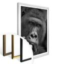Plakat - Wenner - Gorillaen
