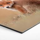 Hexagon Dibond van Duijn - Baby Fox