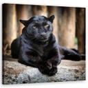 Canvasbillede, Sort panter