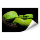 Zelfklevende Poster - Hakonsen - Green Pit Viper