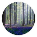 Wandcirkel Popan - Hyacinthen