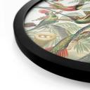 Plakat Haeckel - Hummingbirds