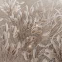 Botanische Fotobehang pampagras en grassen in beige - Ms Tiff