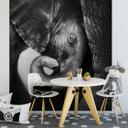 Fototapet Babyelefant - 240x260 cm