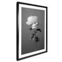 Póster 1X Studio - Peonía en blanco y negro