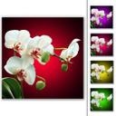 Tableau Forex - Beauté florale d'une orchidée - Format carré
