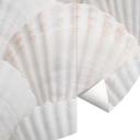 Fototapet - Rundt 1X Studio - Shell Ensemble - vliesetapet/selvklæbende non-woven tapet