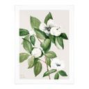 Póster ilustración botánica de una camelia falsa - Walcott