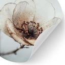 Vinilo decorativo flores secas beige poesía de la naturaleza - Treechild - Redondo