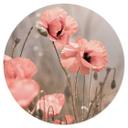 Vinilo decorativo Delgado - Flor de amapola romántica - Redondo