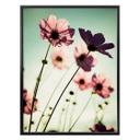 Poster - Cosmos roses