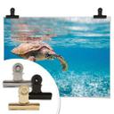 Póster tortuga viajera