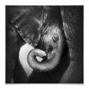 Póster El bebé elefante