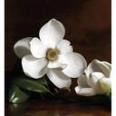 Fototapet - Magnoliagren