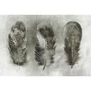Architects Paper Papier peint photo Atelier 47 Motley Feather avec plumes gris, noir