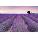 Fotobehang Vliesbehang Provence