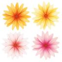 Gerbera Blomst