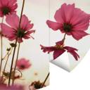 Fotomural rosa cosmos - redondo - Papel pintado autoadhesivo/no tejido