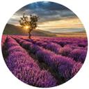 Fototapet - Rundt Lavendelblomster i Provence - vliesetapet/selvklæbende non-woven tapet